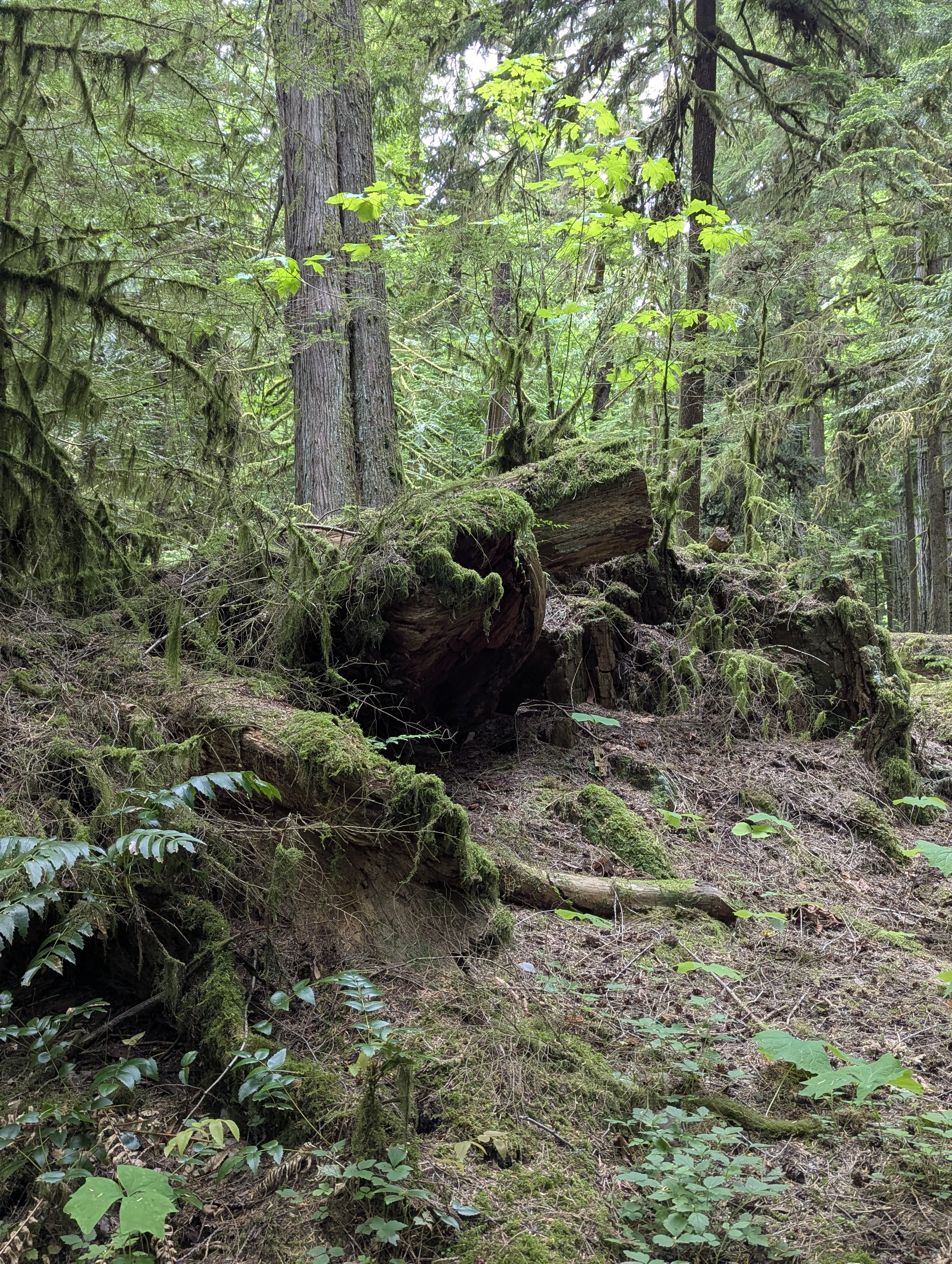 Birthday Trip to Canada, Cathedral Grove, Vancouver Island